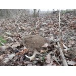 Z krtince shozu vyčuhovala horní polovina s výsadami