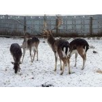 3.ZIMNÍ VZPOMÁNKA.