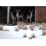 1.ZIMNÍ VZPOMÍNKA.