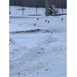 Tvrdá Zima přilákala koroptví hejnko do vsi