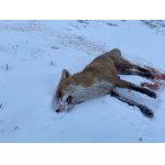 Po dlouhé době jedna hrzava