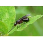 Mravenec obecný - královna