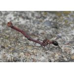 Mravenec lesní staví hnízdo