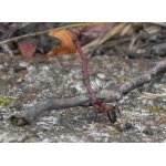 Mravenec lesní staví hnízdo