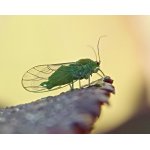 Mera olšová - mšicosaví