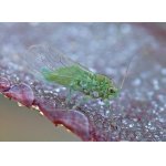 Mera olšová - mšicosaví