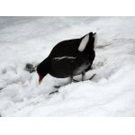 MNĚ TO NEKLOUŽE...:-)))