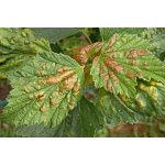 Mšice rybízová - poškození listů