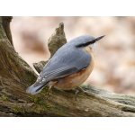 2.ZAMĚŘENO NA PTÁČKY.