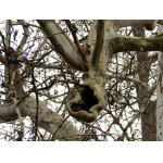 SLONÍ CHOBOT...:-)))