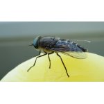 Ovád bzučivý - ovádovití