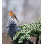 Červenka u krmítka