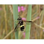 Pestřenka dvojpásá