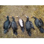 O pár krku míň...