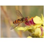 Pestřenka pruhovaná