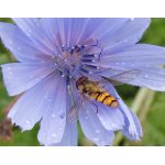 Pestřenka pruhovaná