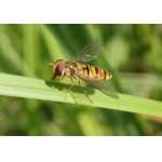 Pestřenka pruhovaná