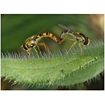 Pestřenka psaná - pár