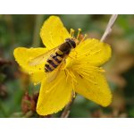 Pestřenka rybízová