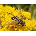 Pestřenka smrtihlávka