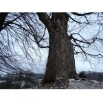 3.ZIMA JEŠTĚ NESKONČILA.