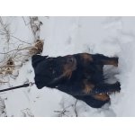 Jagy z Pištínského remízu