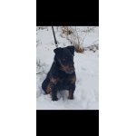 Jagy z Pištínského remízu