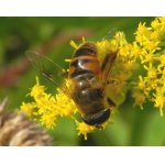 Pestřenka trubcová