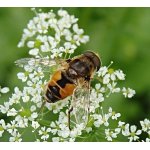 Pestřenka trubcová