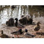 2.U RYBNÍKA BYLO ŽIVO.