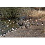 1.U RYBNÍKA BYLO ŽIVO.