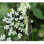 Pilatka kručinková