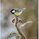 čekání na semínka