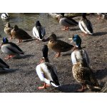 3.U RYBNÍKA BYLO ŽIVO.