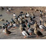 2.U RYBNÍKA BYLO ŽIVO.