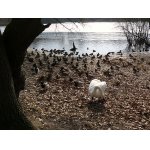 1.U RYBNÍKA BYLO ŽIVO.