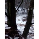 Jedného ušáka tu máme.