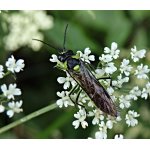 Pilatka kručinková