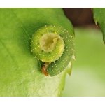 Pilatka růžová - larva