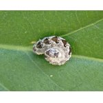 Pilatka vosí - larva