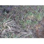 Zahlédnout ho v travnatém ochozu u remízu nebylo těžké