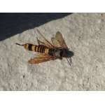 Pilořitka listnáčová.