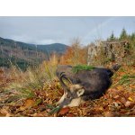 Když jsou Jeseníky štědré II.