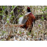 JARO SE BLÍŽÍ....:-)))