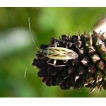 Klopuška páskovaná