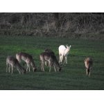 SVÍTIL MEZI OSTATNÍMI....:-)))