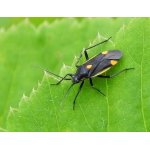 Klopuška trojskvrnná