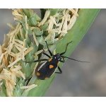 Klopuška trojskvrnná