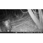 Bachyně na vycházce