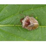 Kněžice čistcová